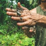 بهترین روش کود افزایش ریشه